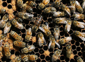 Honey bee queen and workers