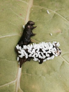 Cover photo for Tobacco Insect Scouting Report, August 21 2015