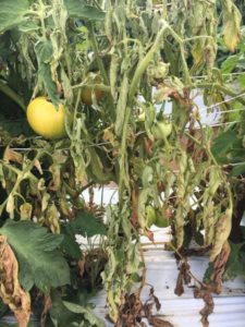 Cover photo for Southern Blight of Tomato and Pepper