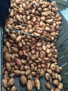 Black rot of Sweetpotato