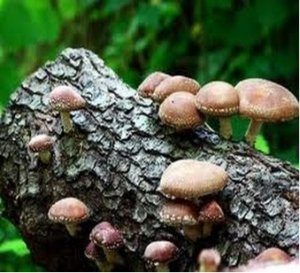 Brown mushrooms grow on a cut log.
