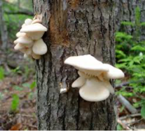 White mushrooms grow on the side of a tree.
