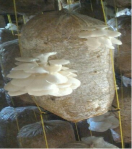 White wide mushrooms grow on the side of a plastic bag will with biomaterial.