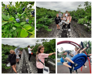 Cover photo for Duplin 4-H Summer Blueberry Gleaning at Castle Hayne Research Farm