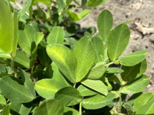 Cover photo for Potato Leaf Hopper Burn Peanut Notes No. 138 2024