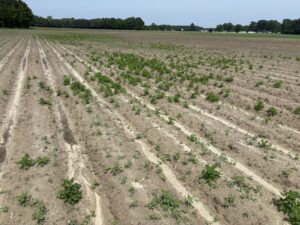 Cover photo for Preparing “Wet” Fields for Planting Peanut Notes No. 85 2025