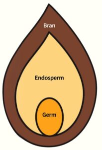 cartoon image of a whole grain with parts labeled bran, endosperm, and germ
