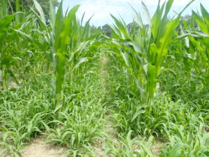 Weedy grass growing between rows of corn.