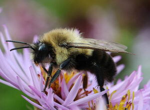 Cover photo for Register Now for a Fall Tour of the Pollinator Paradise Garden!
