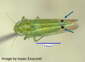 Cotton jassid, a.k.a. cotton leafhoppe or two-spotted leafhopper (Amrasca biguttula)